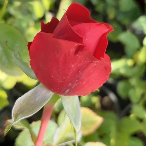 Rosa  Cherry™ - bordová - Stromkové růže s květmi čajohybridů - stromková růže s rovnými stonky v koruně